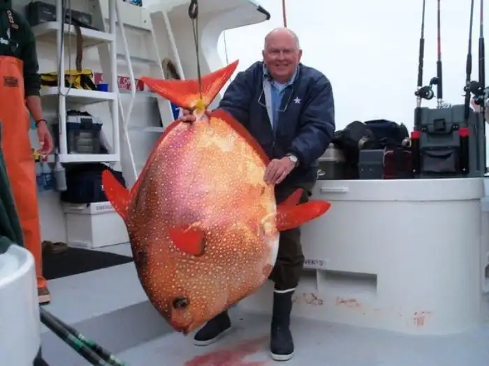 Краснопёрый опах: Единственная теплокровная рыба! Как же она всех переиграла?