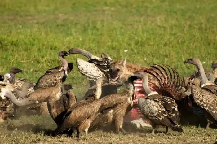 Бросают ли птицы своих птенцов, если их потрогает человек?
