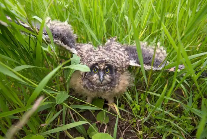 Бросают ли птицы своих птенцов, если их потрогает человек?