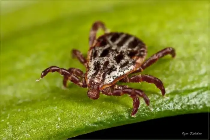 Клещи: Чума во время чумы. Памятка по защите в разгар сезона паразитов