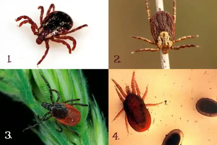 Клещи: Чума во время чумы. Памятка по защите в разгар сезона паразитов