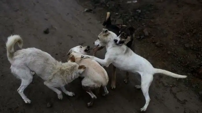 Как уличные псы реагируют на кастрированных питомцев?