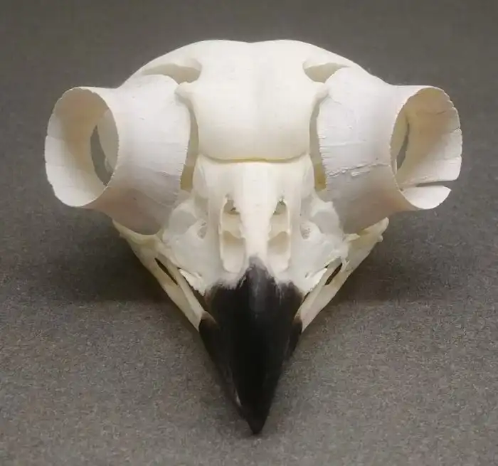 Зачем совам кости в глазах?