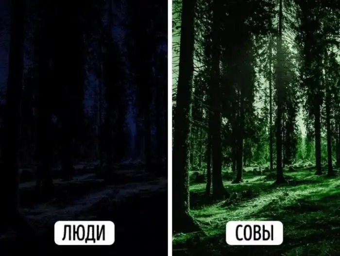 Зачем совам кости в глазах?