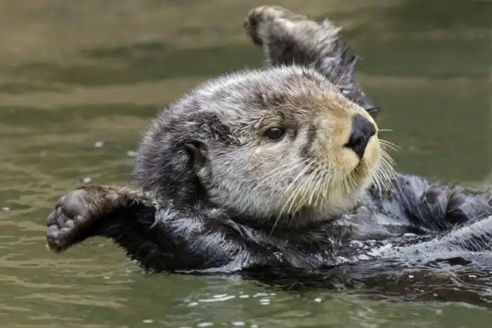 Калан: Личная жизнь в стиле Маркиза де Сада