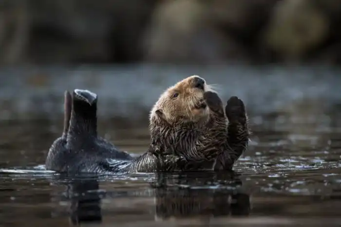 Калан: Личная жизнь в стиле Маркиза де Сада
