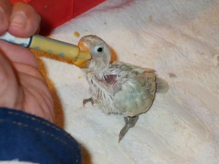 Какое оно, настоящее птичье молоко?