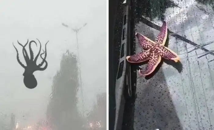 Реально ли существует дождь из лягушек?