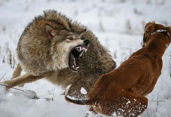 Какие породы собак сильнее волка? Есть ли порода сильнее медведя?
