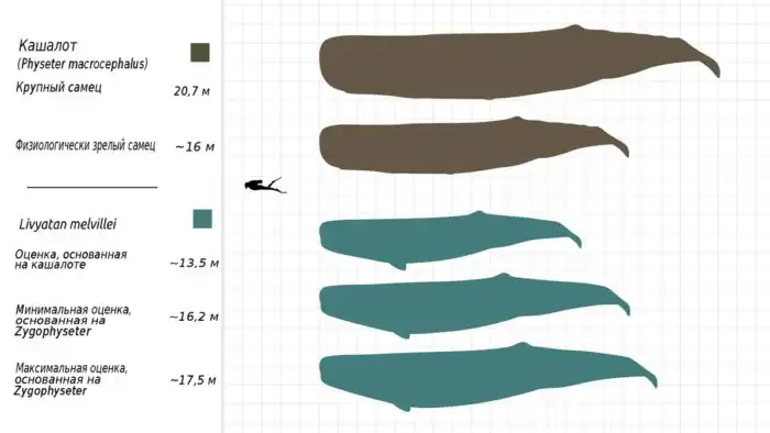 Левиафан Мелвилла: Кашалот на максималках. Древний монстр пожирал акул, китов и держал океан в страхе