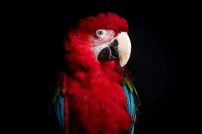 18 минималистичных портретов животных