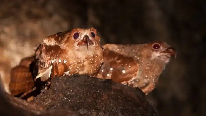 Гуахаро: Бесноватые жирные птицы оккупировали пещеры и устроили в них безумный сатанинский рейв