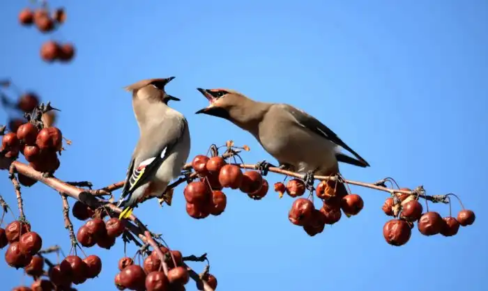 Свиристель: Птица-алкоголик, которая вытворяет дичь во время белой горячки
