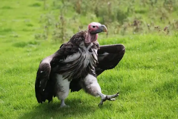 Почему грифы выглядят как скинхеды?