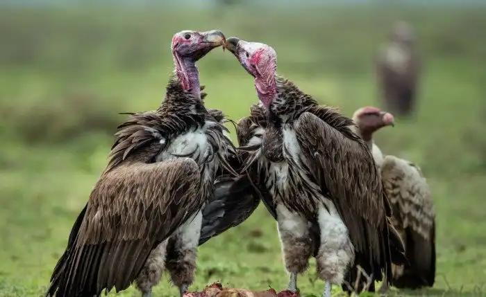 Почему грифы выглядят как скинхеды?