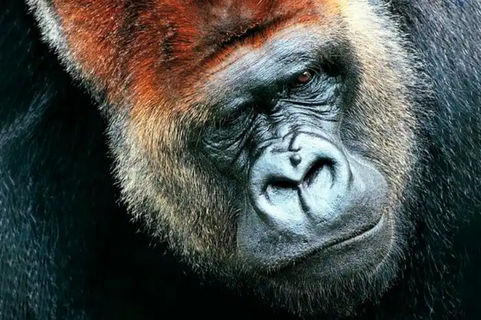 Есть ли религия у животных?