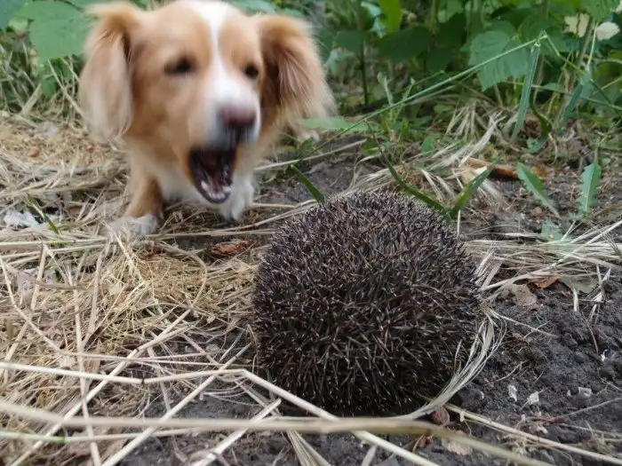 Как раскрыть ежа?