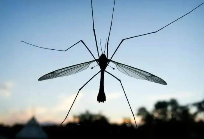 Комар-долгоножка: Малярийное мракобесие по поводу огромных деревенских комаров