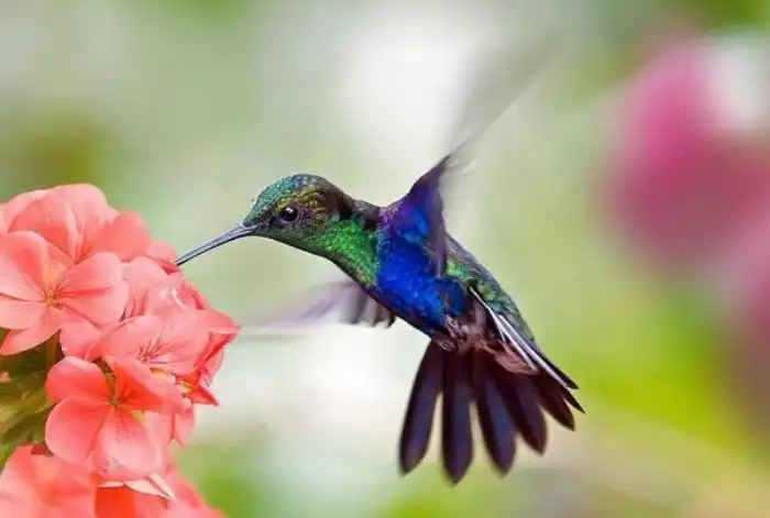 Всегда ли можно отличить птицу от бабочки?