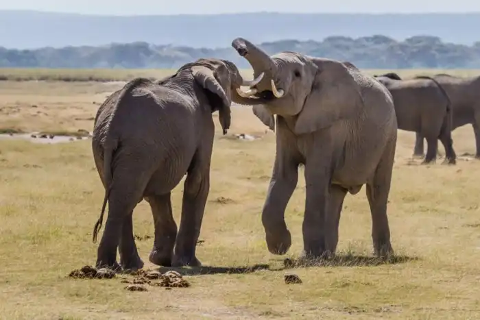Дают ли животные друг другу имена?