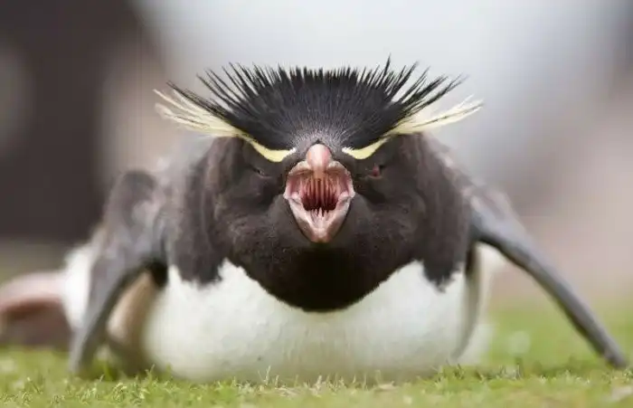 Дают ли животные друг другу имена?