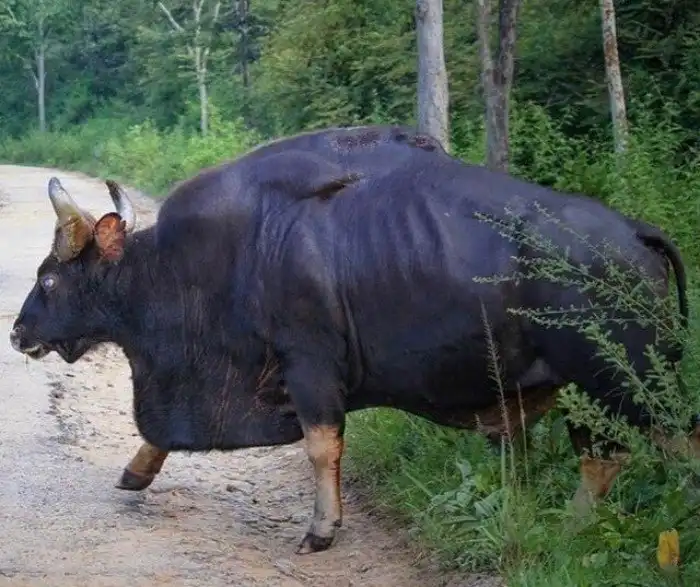 Гаур: Агрессивная гора сухих мышц. Ест грязь, ломает тигров, ненавидит людей