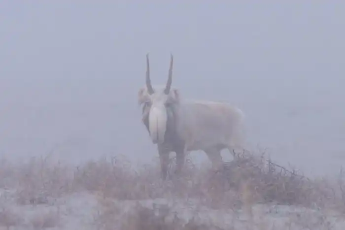 Сайгак: С чего начинается Родина? С рогов за 5000 рублей
