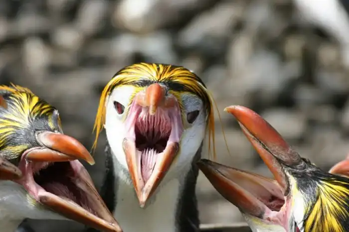 Почему у пингвинов такая страшная инопланетная пасть и зубы на языке?