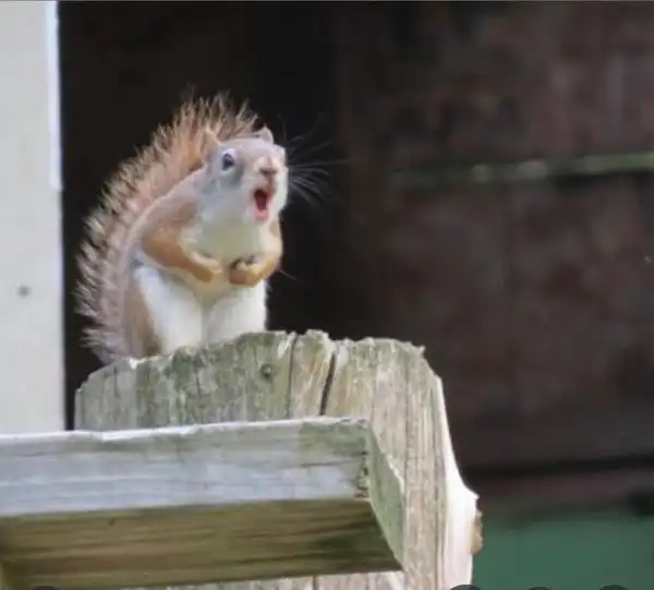 Очень нефотогеничные животные