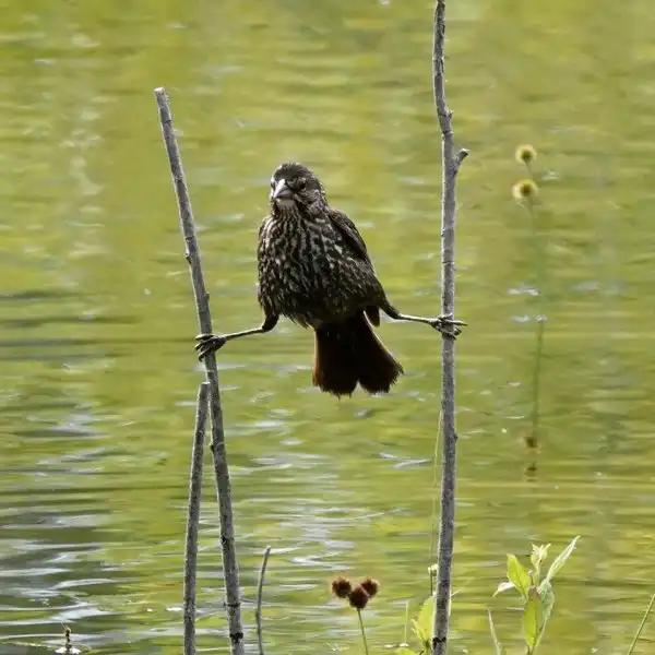 Очень нефотогеничные животные