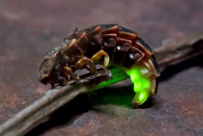 Может ли насекомое растолстеть как человек?