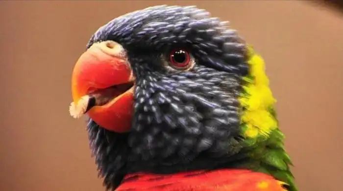Зачем попугаям такой страшный язык?