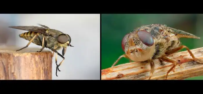 Слепень: Сосёт как 70 комаров одновременно! Цикл жизни деревенской мухи-вампира