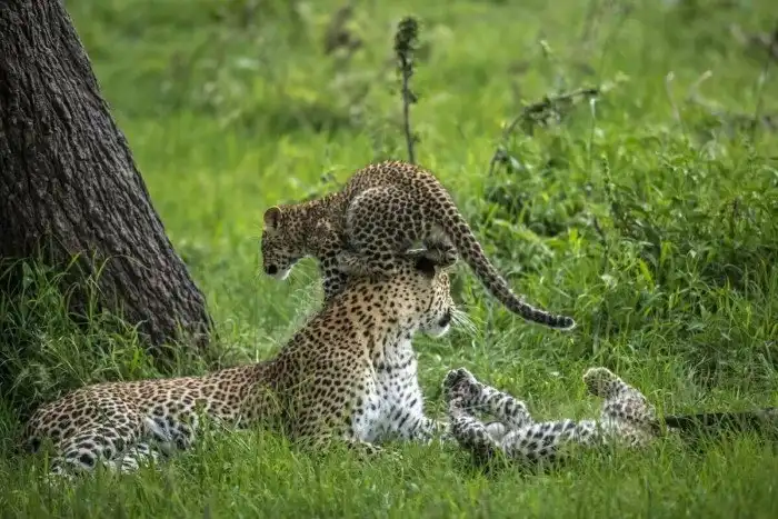 Почему волки не лают, а дикие кошки не мяукают?