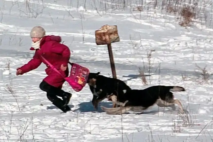 Памятка: Что делать, если на тебя напала бродячая собака? А если сразу стая?