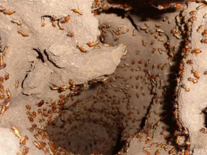 Термиты: Муравьи — жалкая пародия, а древние термиты выносят мозг своим совершенством