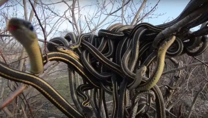 Зачем змеи завязываются в узел, и могут ли они из него развязаться?