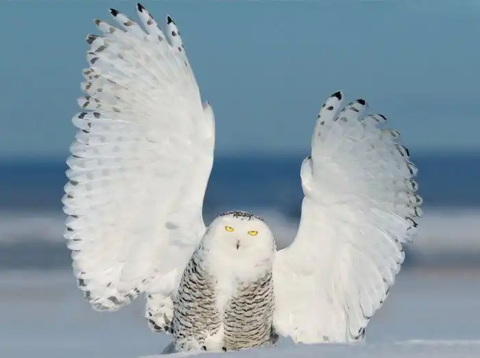 Полярная сова: Ультранасилие на крайнем Севере. Заготовки на чёрный день