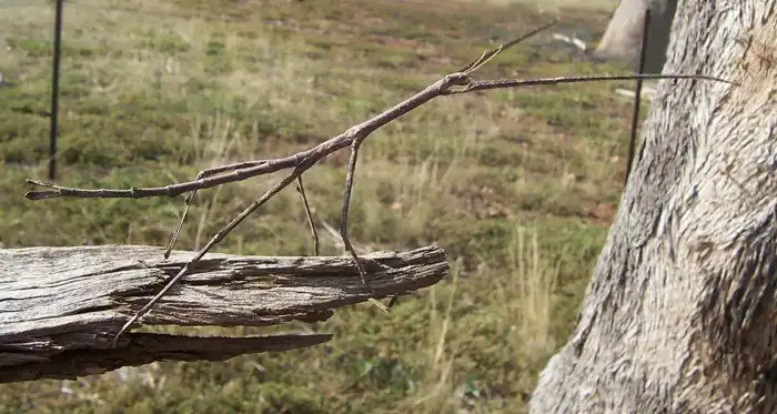 Почему сейчас нет крошечных зверей и гигантских насекомых