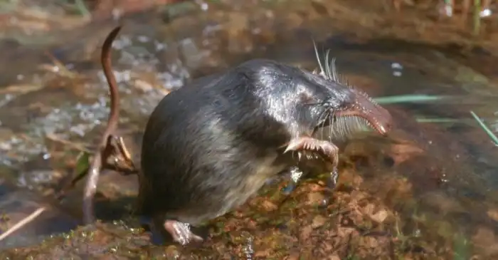 Выхухоль: Сердце пловца, душа праотца!