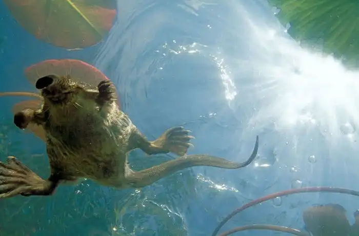 Выхухоль: Сердце пловца, душа праотца!