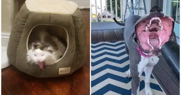 15 уморительных питомцев, которые одним своим видом дарят море позитива