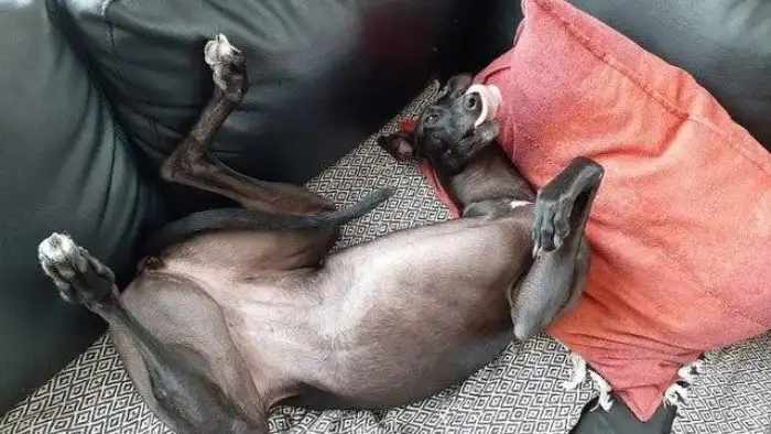 15 уморительных питомцев, которые одним своим видом дарят море позитива