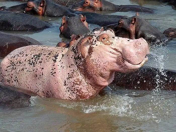 Почему у бегемотов и зебр розовое молоко?