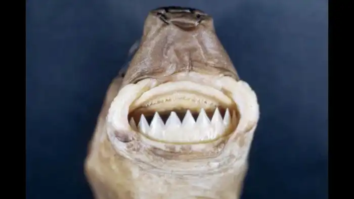 Светящаяся акула: Паразит экстремального уровня. Эта малявка питается крупными акулами и китами!