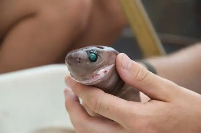 Светящаяся акула: Паразит экстремального уровня. Эта малявка питается крупными акулами и китами!