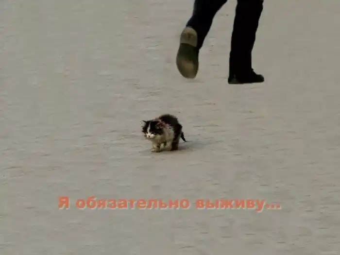 А выжил бы тот самый котёнок из мема на самом деле?