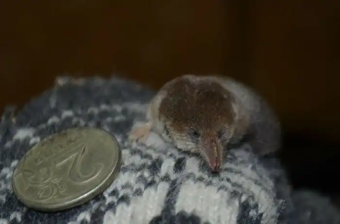Крошечная бурозубка: Босс мафии из Зверополиса и мельчайшее млекопитающее России