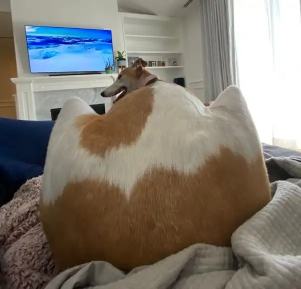 Всемогущая сила ракурса