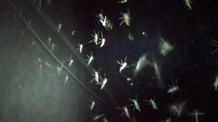 Зачем комары так противно пищат? Они же себя раскрывают!